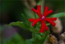 Brennende Liebe (Lychnis chalcedonica).. von Thomas Ripplinger 