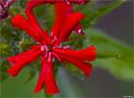 Brennende Liebe (Lychnis chalcedonica).... von Thomas Ripplinger 