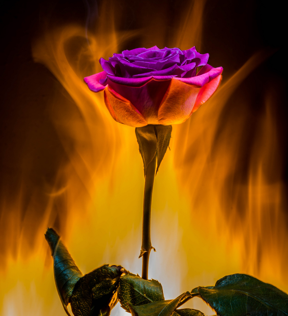 Brennende Rose 