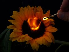 Brennende Sonnenblume