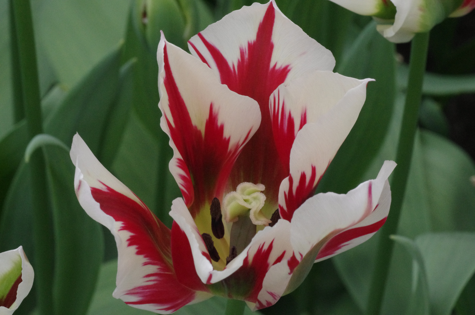 "brennende" Tulpe