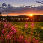 Brennende Weidenröschen / Burning fireweed