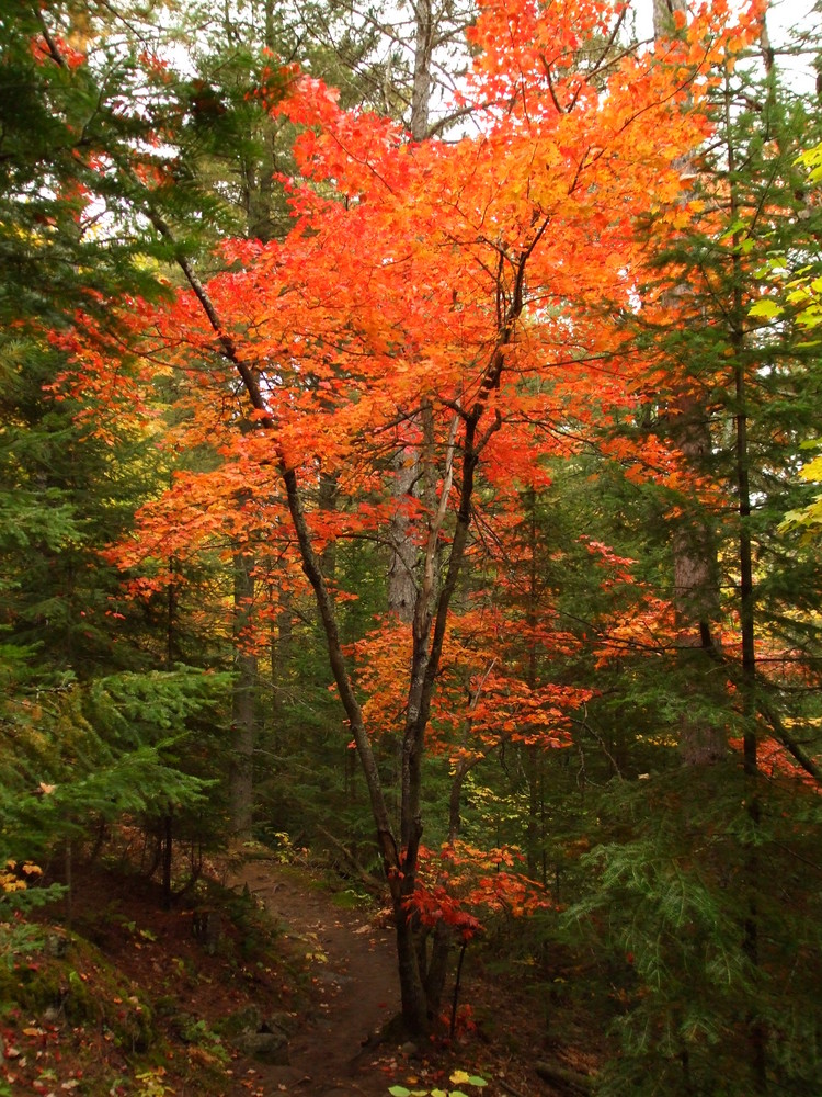 Brennender Baum