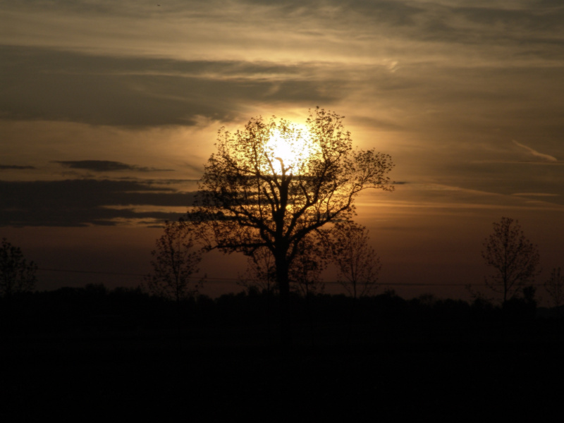 brennender Baum von Norbert Griessl