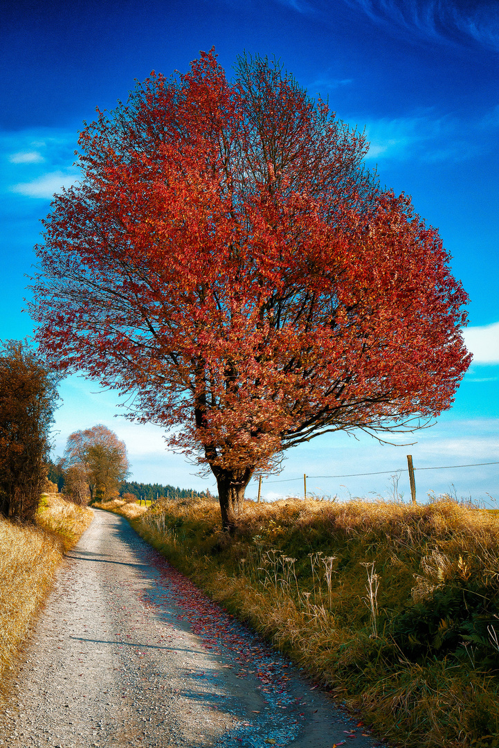 Brennender Baum