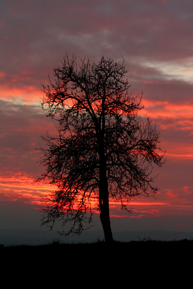 Brennender Baum