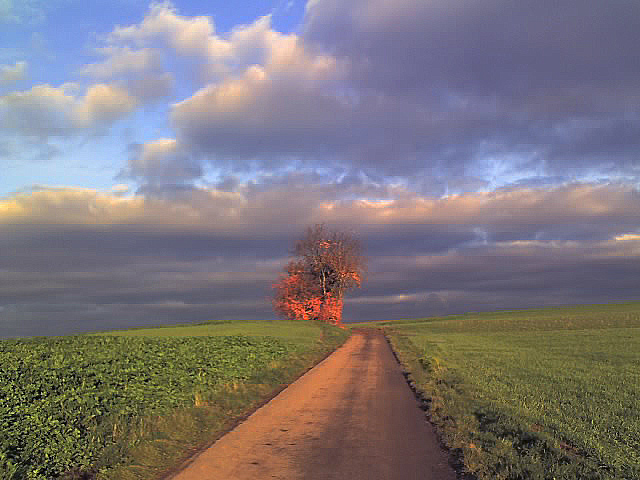 Brennender Baum II