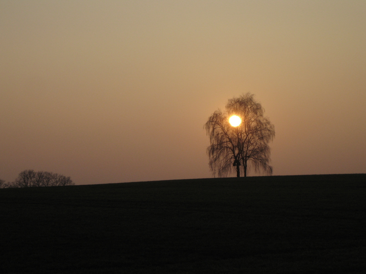 Brennender Baum im Schatten der Sonne in Mammendorf