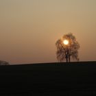 Brennender Baum im Schatten der Sonne in Mammendorf