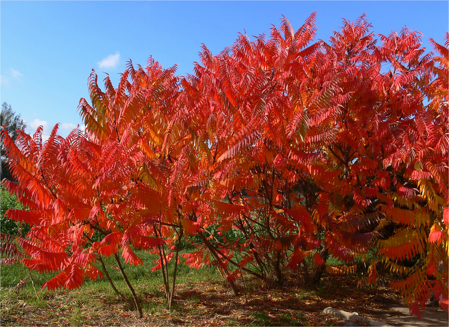 `Brennender Busch` (Rhus typhina)  - Essigbaum