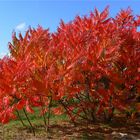 `Brennender Busch` (Rhus typhina)  - Essigbaum