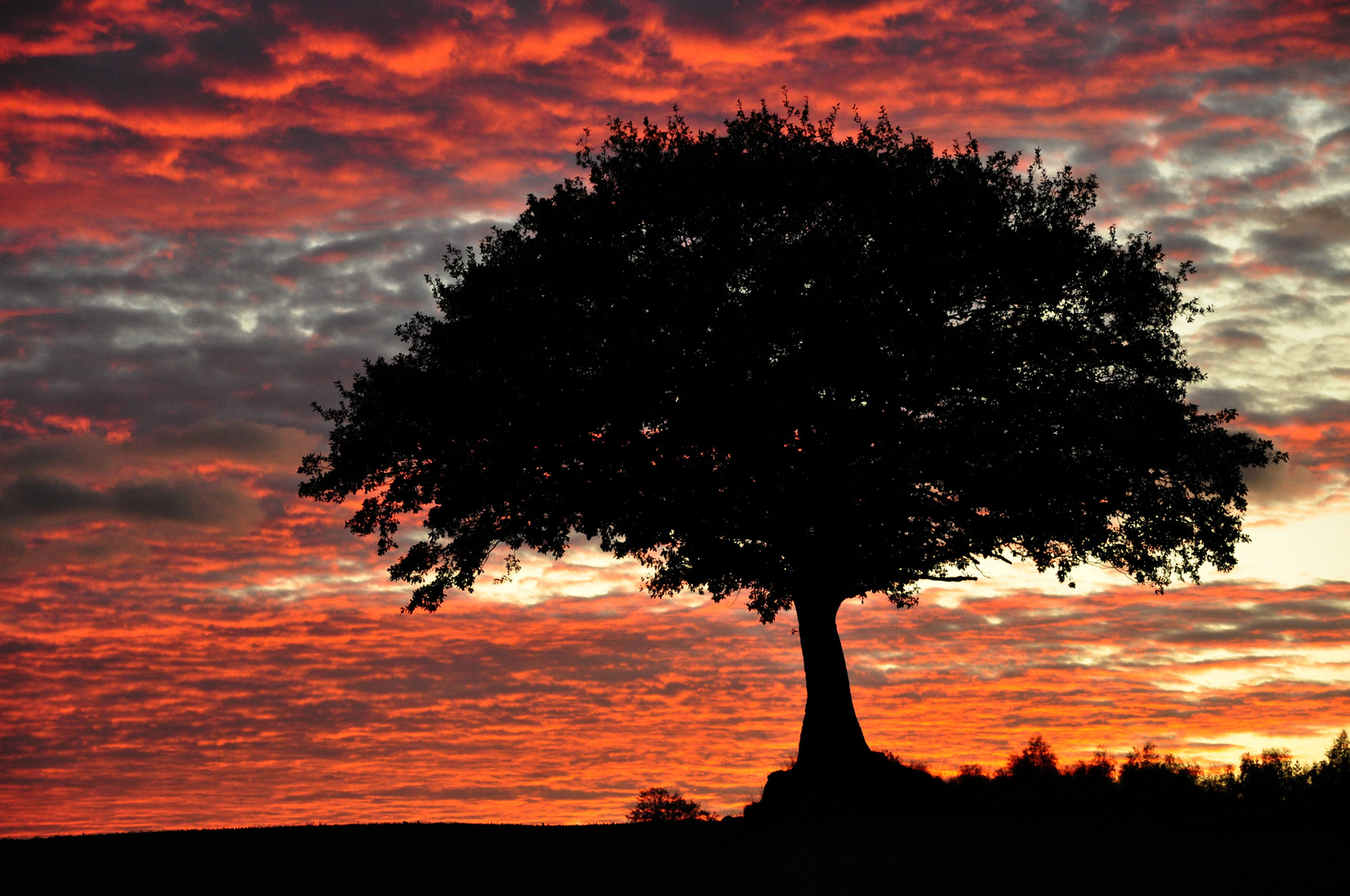 brennender Himmel, schwarzer Baum