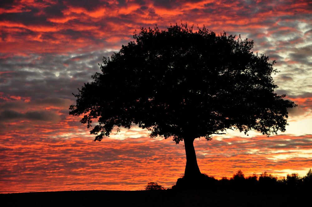 brennender Himmel, schwarzer Baum Bild & Foto von Titan MM aus Landschaft Fotografie