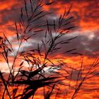 Brennender Himmel über der Wiese