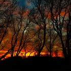 Brennender Horizont im Schattenwald