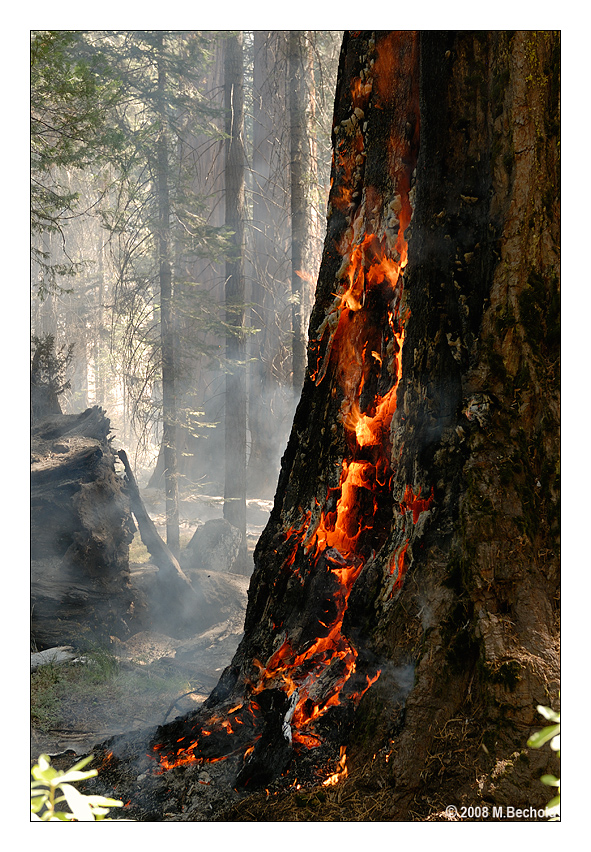 Brennender Sequoia