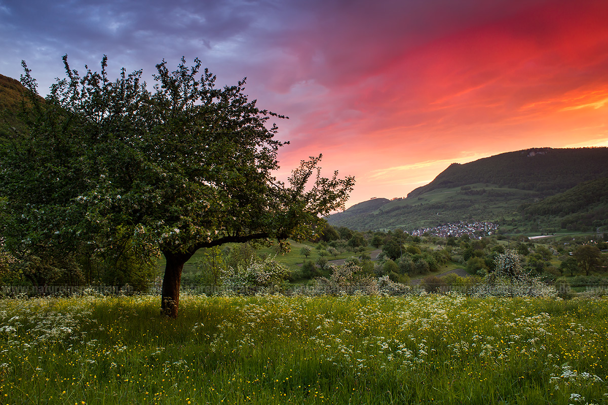 Brennender Sonnenaufgang bei Unterlenningen