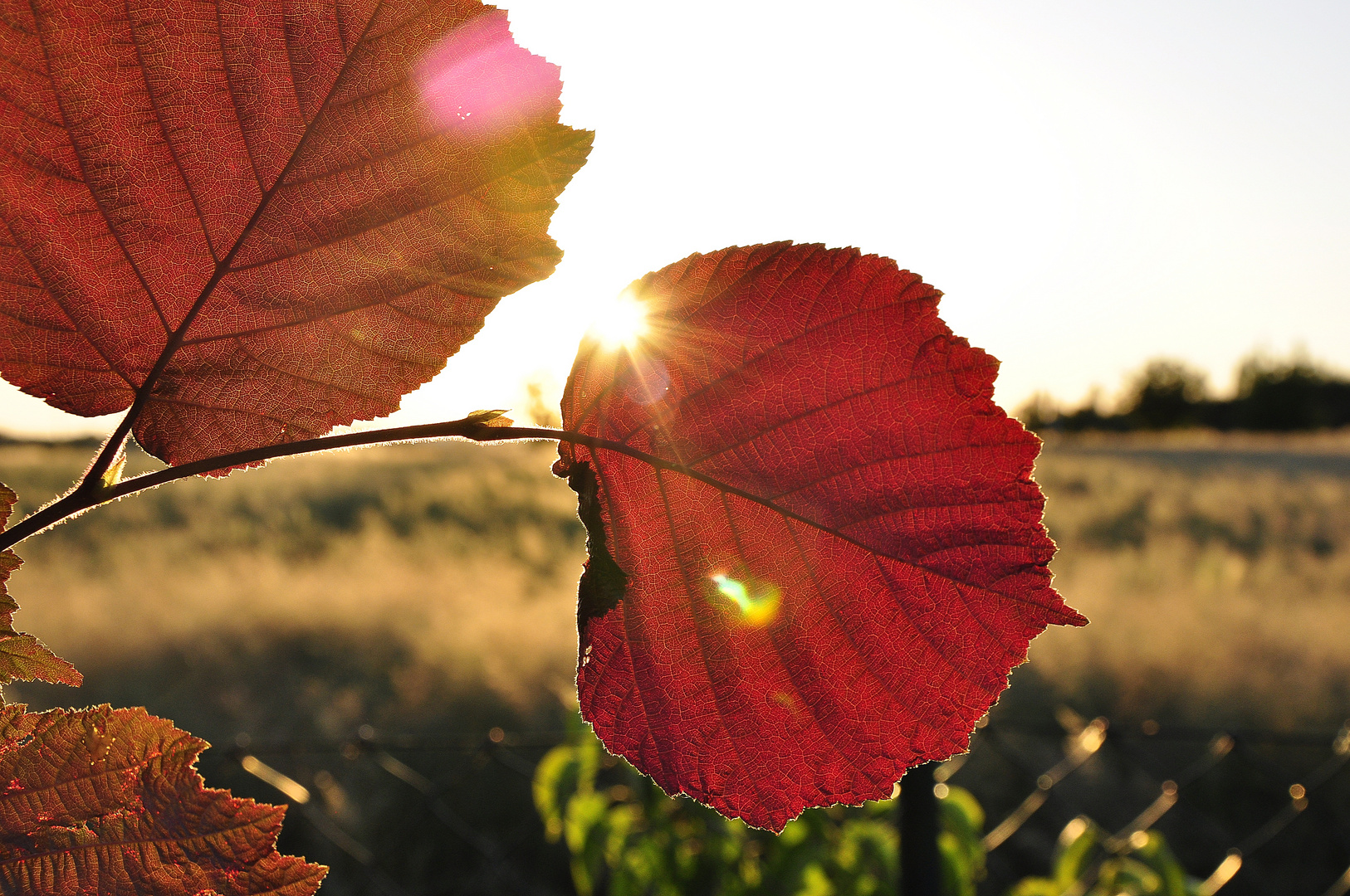 brennendes Blatt