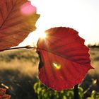 brennendes Blatt