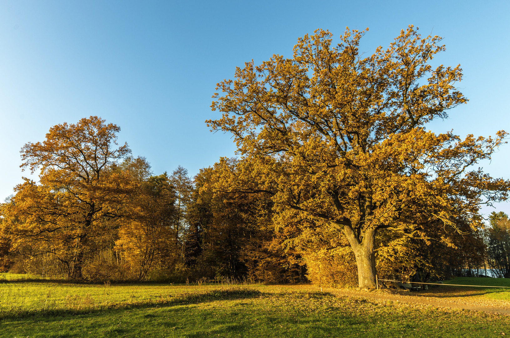 Brennendes Laub