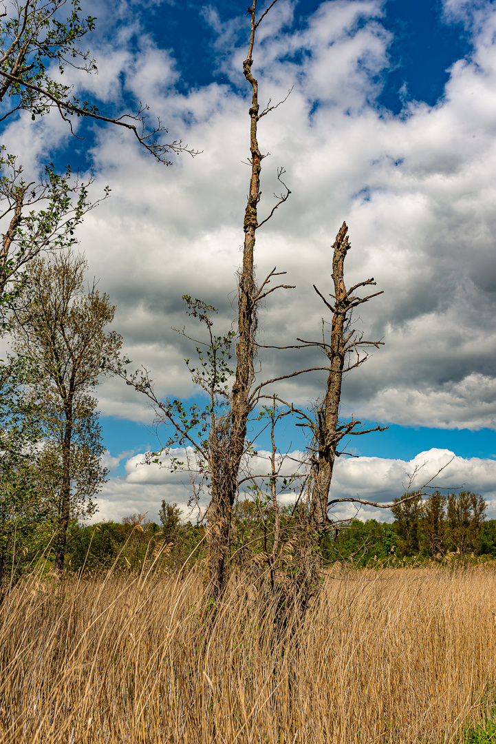 Brenner Moor