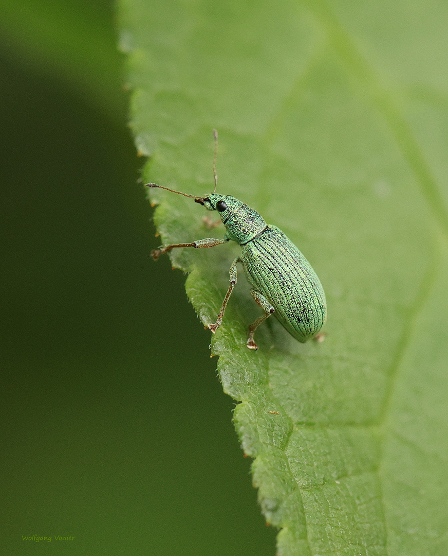 Brennessel-Grünrüssler-Phyllobius pomaceus 