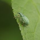 Brennessel-Grünrüssler-Phyllobius pomaceus 