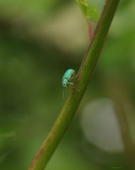 Brennessel-Grünrüssler-Phyllobius pomaceus