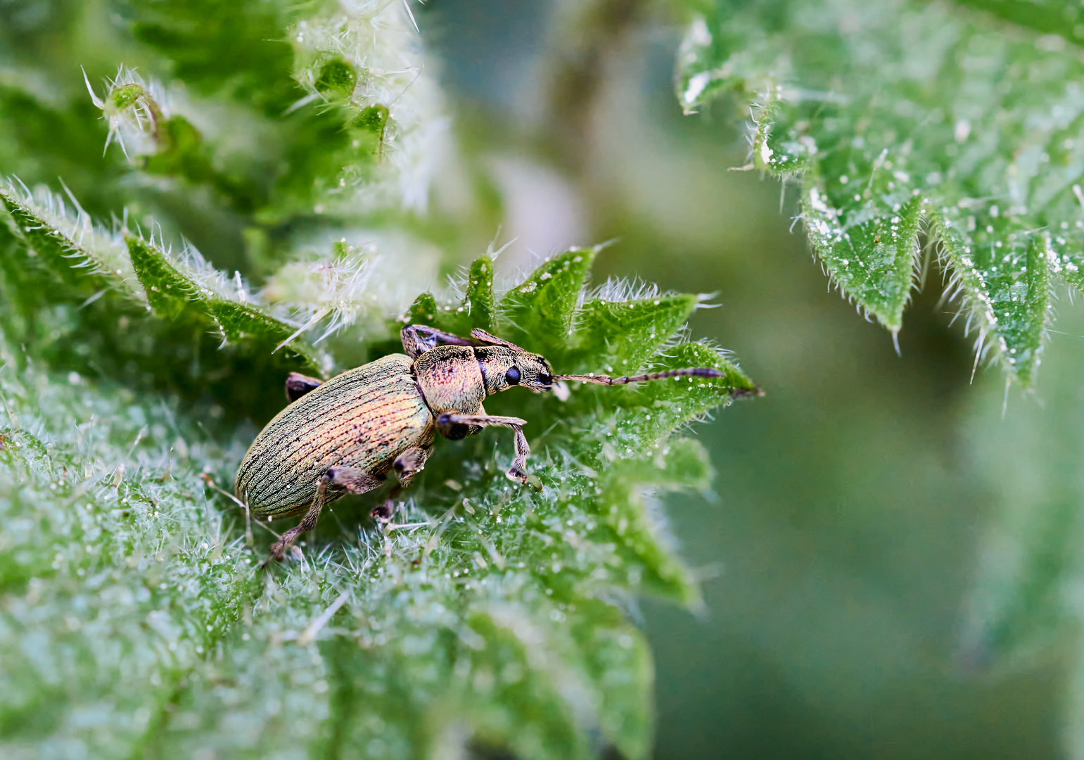  Brennessel-Grünrüssler (Phyllobius pomaceus)