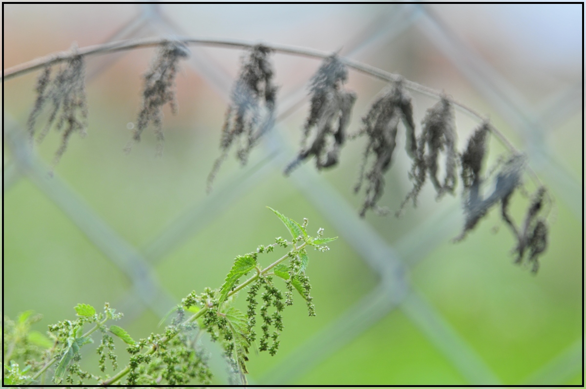 Brennessel hinter Gittern