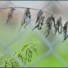 Brennessel hinter Gittern