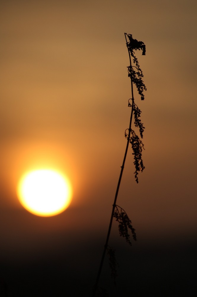 Brennessel im Sonnenuntergang