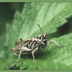 Brennesselmakro mit recht freundlich schauender, mir allerdings unbekannter Tierbeilage