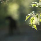 Brennesseln im Gegenlicht