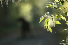 Brennesseln im Gegenlicht