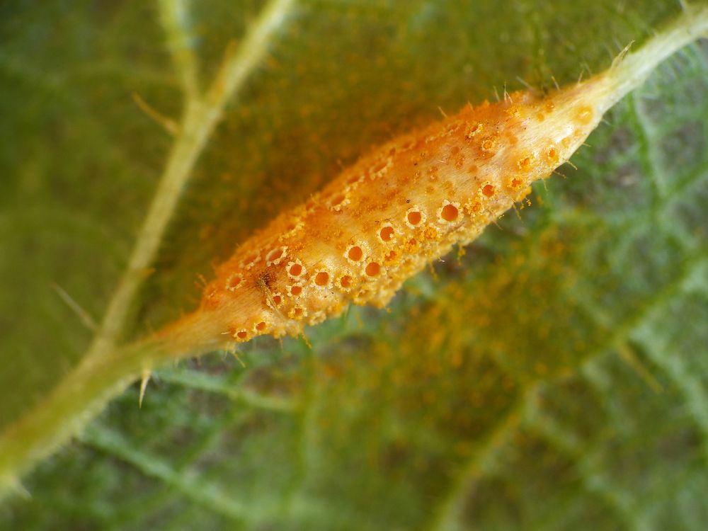 Brennesselrostpilz (Puccinia urticata)