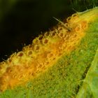 Brennesselrostpilz (Puccinia urticata)