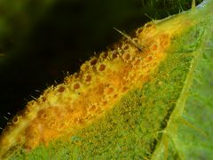 Brennesselrostpilz (Puccinia urticata)