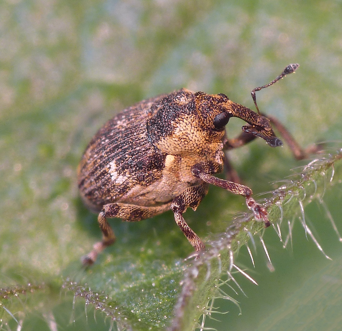 Brennesselrüssler (Nedyus quadrimaculatus) - Ein Glücksmoment an Ostern