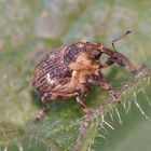 Brennesselrüssler (Nedyus quadrimaculatus) - Ein Glücksmoment an Ostern