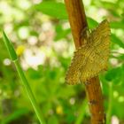 Brennesselspanner (Camptogramma bilineata)