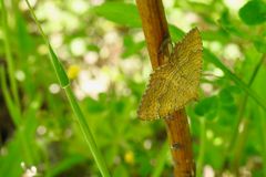 Brennesselspanner (Camptogramma bilineata)