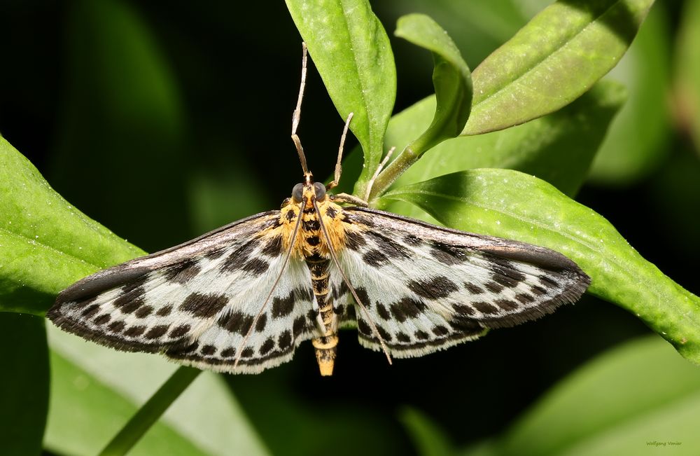 Brennesselzünsler-Eurrhypara hortulata