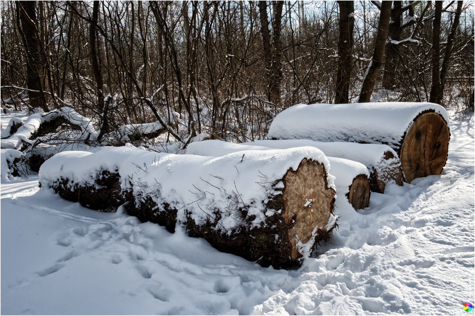 Brennholz für den nächten Winter