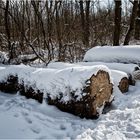 Brennholz für den nächten Winter