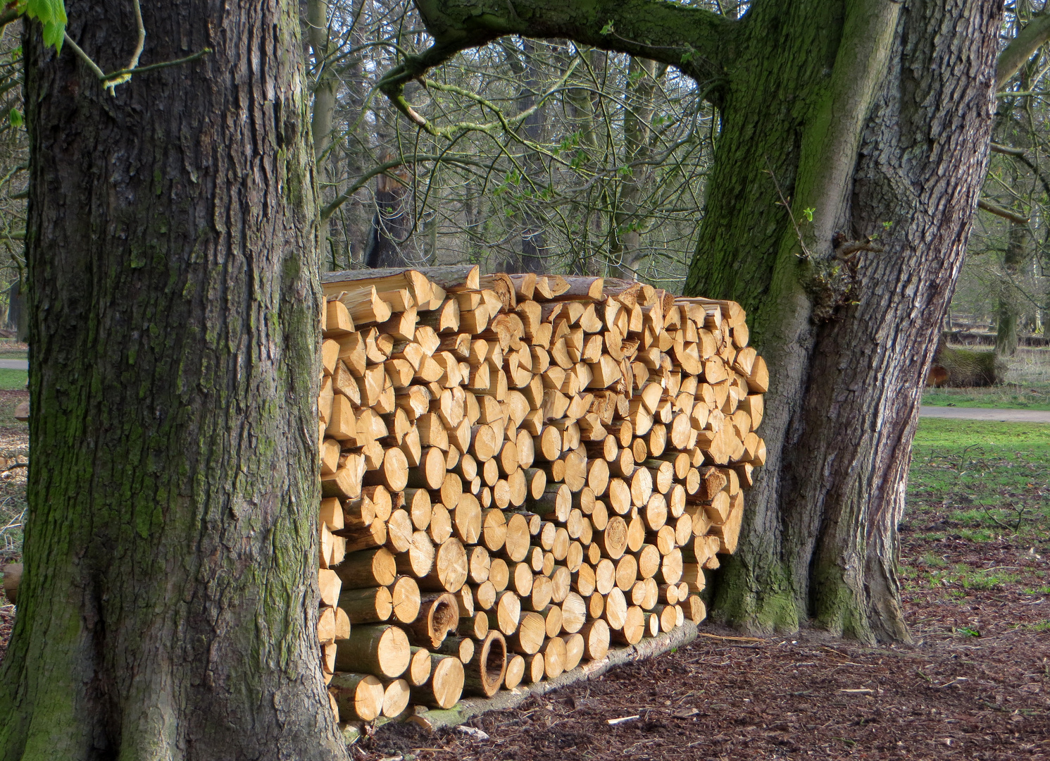 Brennholz im Tiergarten