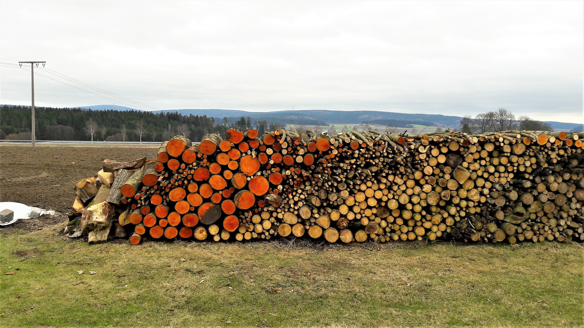 Brennholz in verschiedensten Farben und Stärken