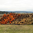 Brennholz in verschiedensten Farben und Stärken