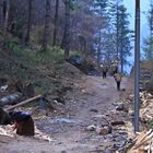 Brennholz Transport Nepal