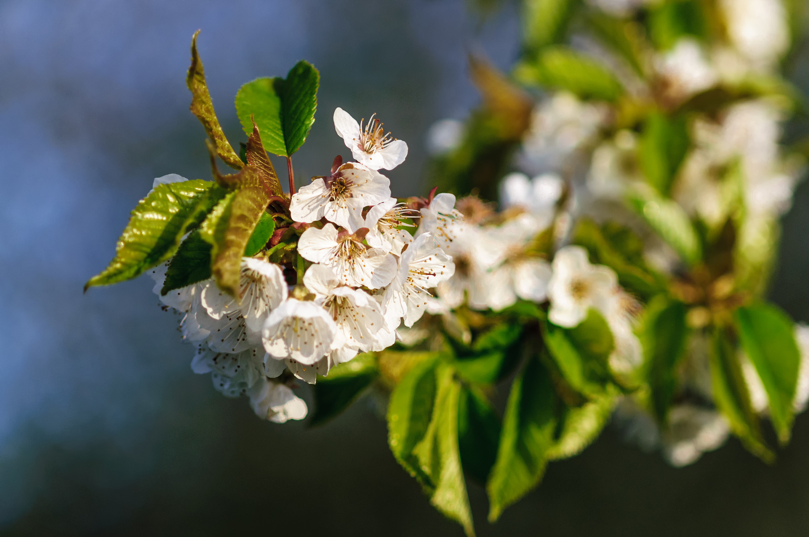 Brennkirschenblüte